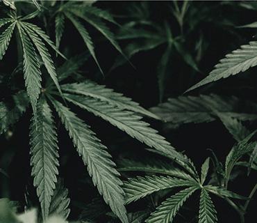 Latest updates regarding medical cannabis