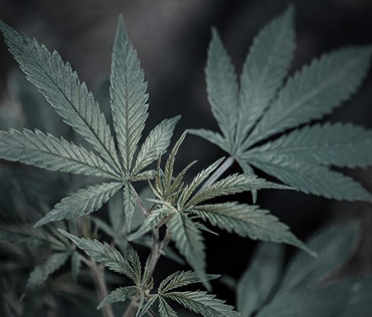 How To Obtain Danish Licenses For Medicinal Cannabis | NJORD Law Firm